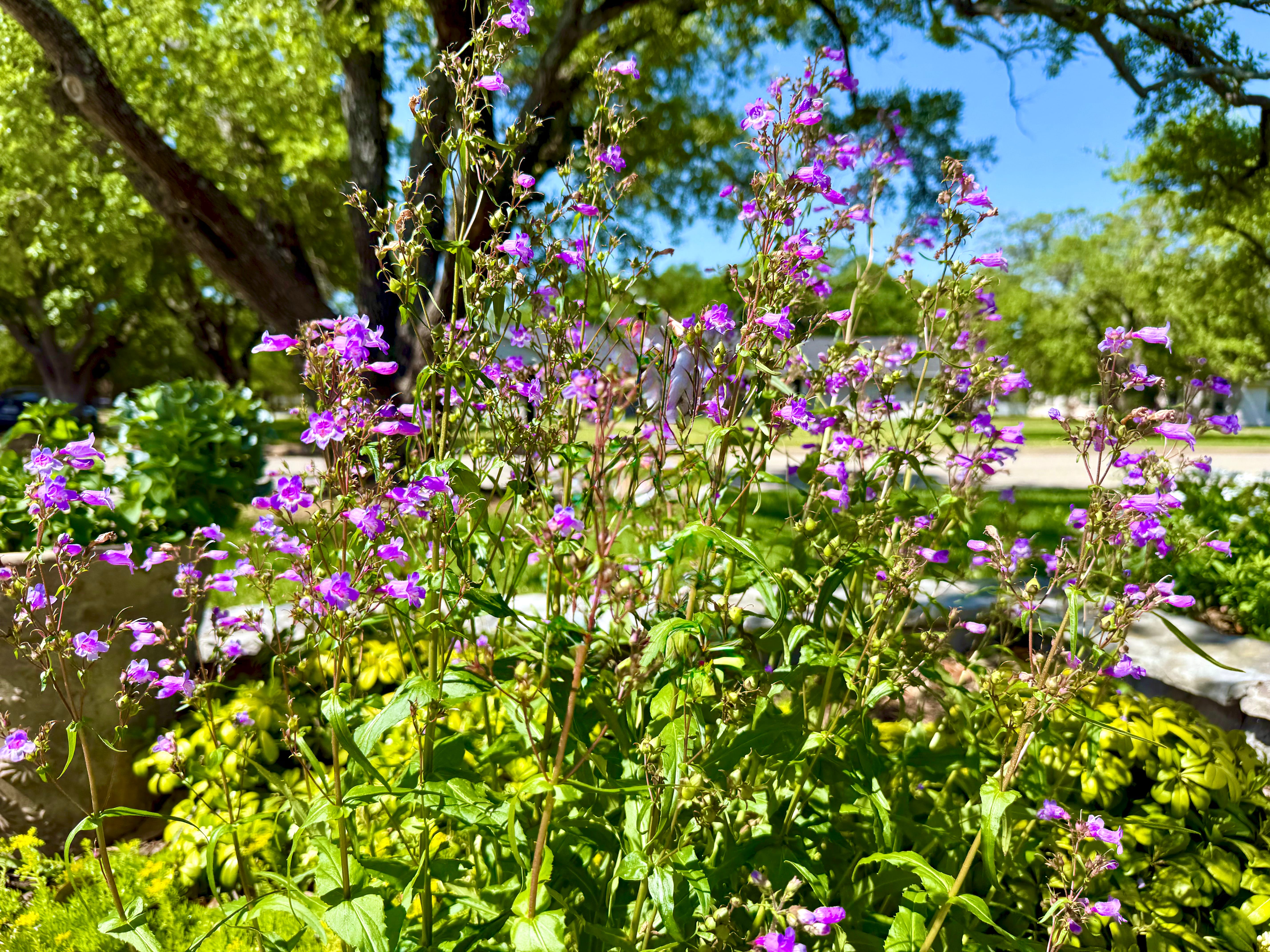 The Giver Plant: Penstemon for Pollinators and Beauty