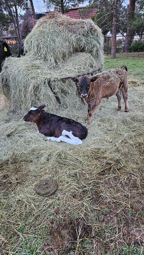 Nurse cows all had bull calved this year.