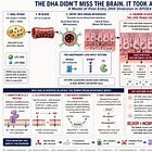 The Choroid Plexus as a Lipid Triage Center: A Critique of Andriambelo and Plourde (2026) and a Hypothesis for APOE4-Dependent DHA Diversion