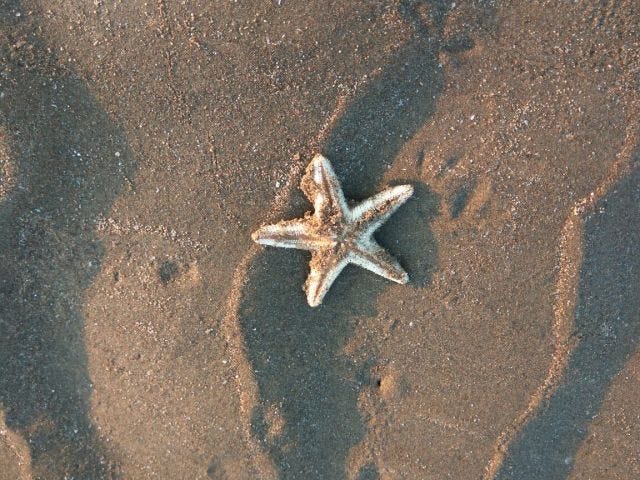 There is a star fish on the sand with the sunlight falling on it, like around sunset. There is a star fish on the sand with the sunlight falling on it, like around sunset.