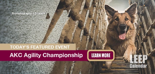 The AKC Agility Championship is the most fun you'll ever have at a dog show.