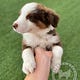 Starry-Eyed Aussies | Newsletter