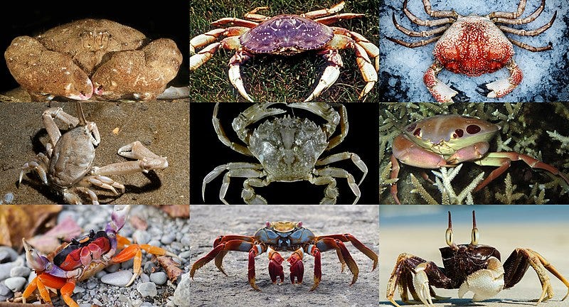 File:Brachyura montage.jpg File:Brachyura montage.jpg