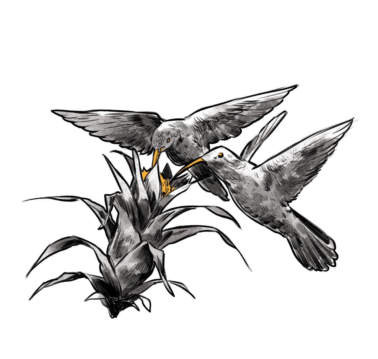 The illustration in black and white of two hummingbirds