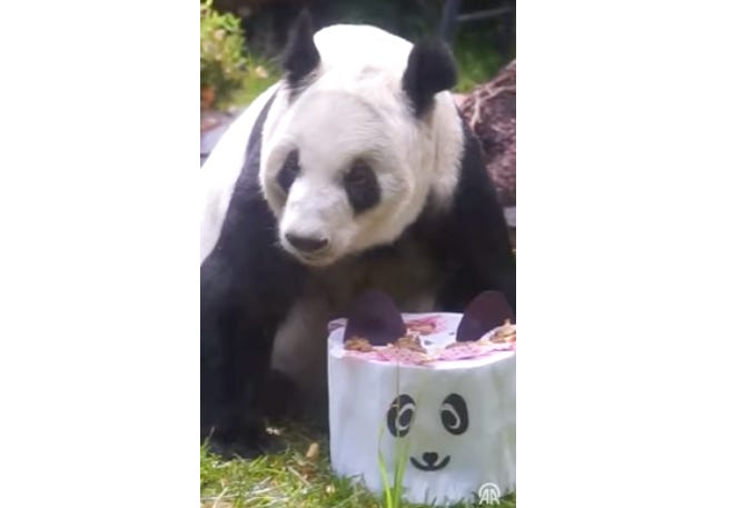 Meeting Mexico's last panda and postponing the final goodbye