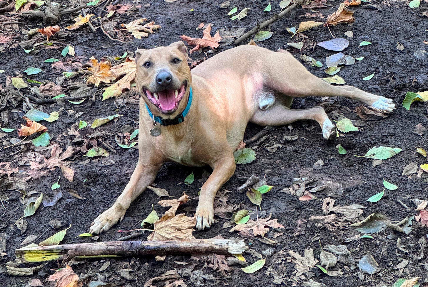 Abner’s waiting for me to get home and throw this stick.