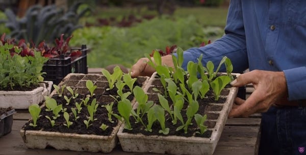 Chicory in modules, with small and yellowish plants beside strong green plants Chicory in modules, with small and yellowish plants beside strong green plants
