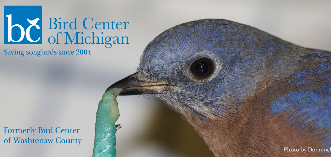 Saving Songbirds with Marissa Jardine from the Bird Center of Michigan