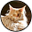 Maine Coon Blog's avatar