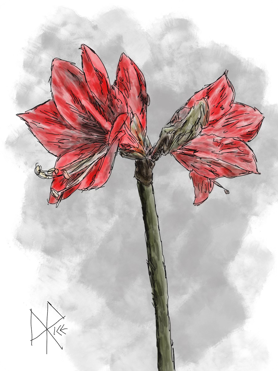 Hippeastrum “Amaryllis” in bloom. Sketch art by Don Rice.