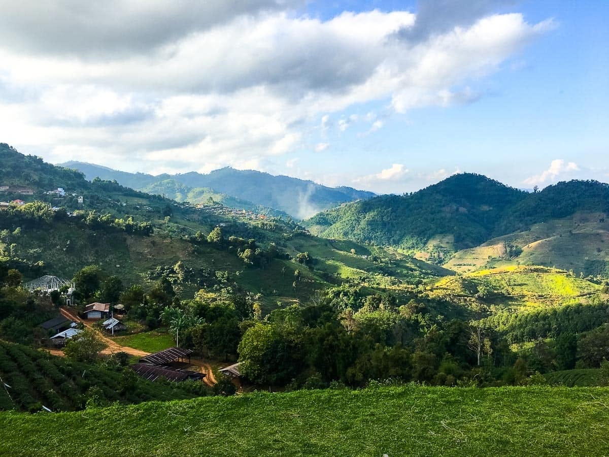 Tea fields of northern Thailand