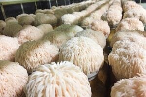 Researchers found lion's mane mushroom improved brain cell growth and memory in pre-clinical trials. Image, UQ