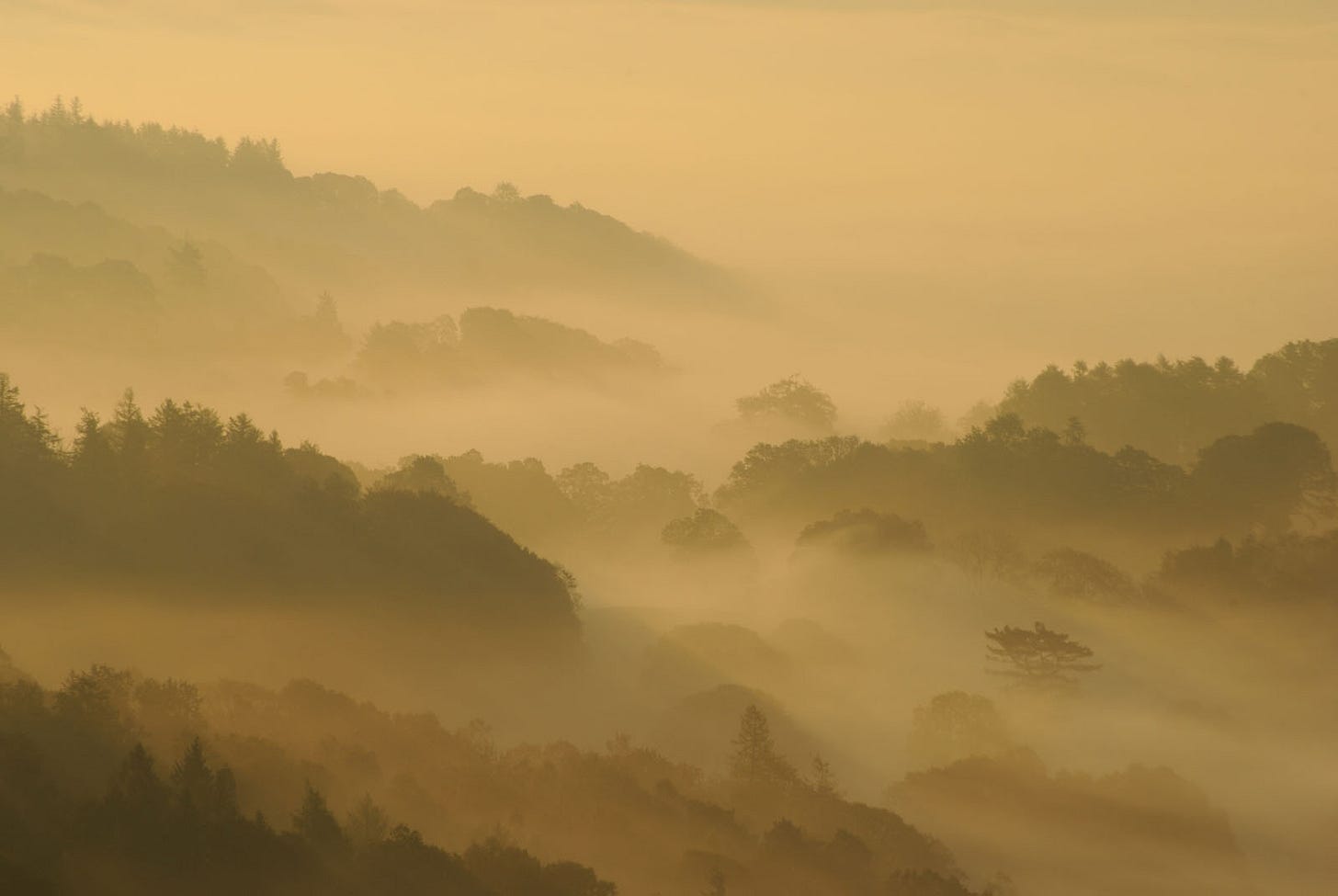 tree outlines against mist