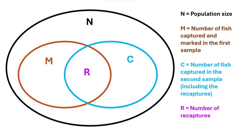 diagram, venn diagram