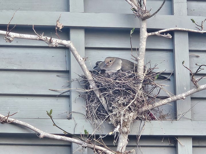A quadrant of four square photos. Left to right, top to bottom: the mated pair of mourning doves nesting, my writing studio in sharp morning light, a view from my desk, one of many pots of pansies I planted