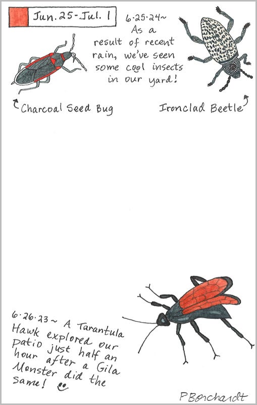 Perpetual Journal, week of Jun. 25 - Jul. 1: Charcoal Seed Bug and Ironclad Beetle (2024); Tarantula Hawk (2023) Perpetual Journal, week of Jun. 25 - Jul. 1: Charcoal Seed Bug and Ironclad Beetle (2024); Tarantula Hawk (2023)