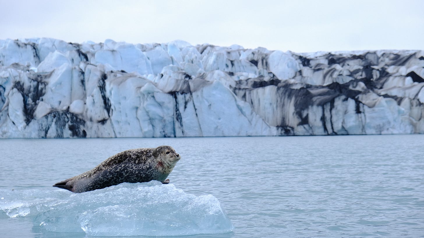 A seal on an iceberg

AI-generated content may be incorrect.