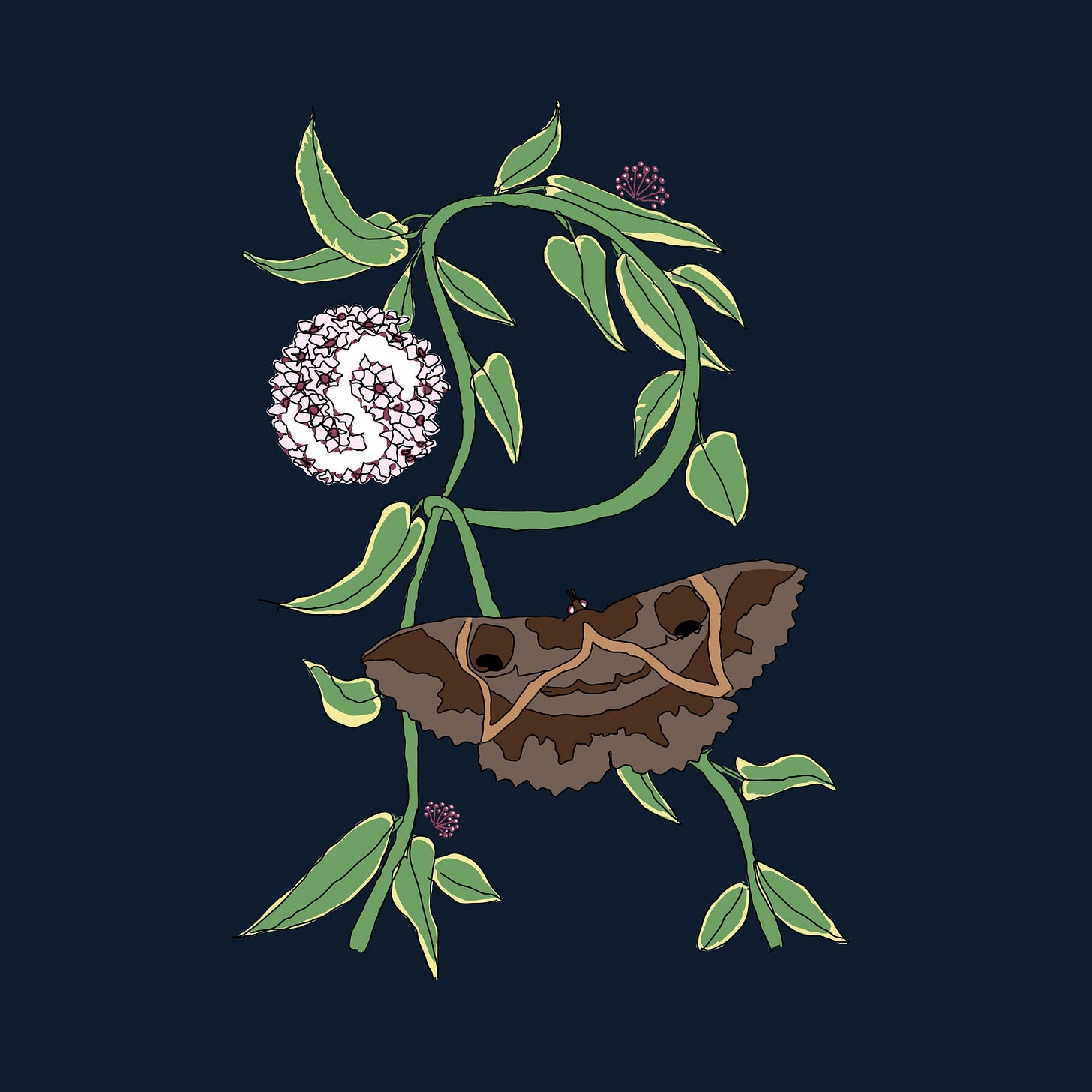 Monogram on a midnight blue background spelling the letters R. W. S. inside the illustration of a hoya blooming with a moth.