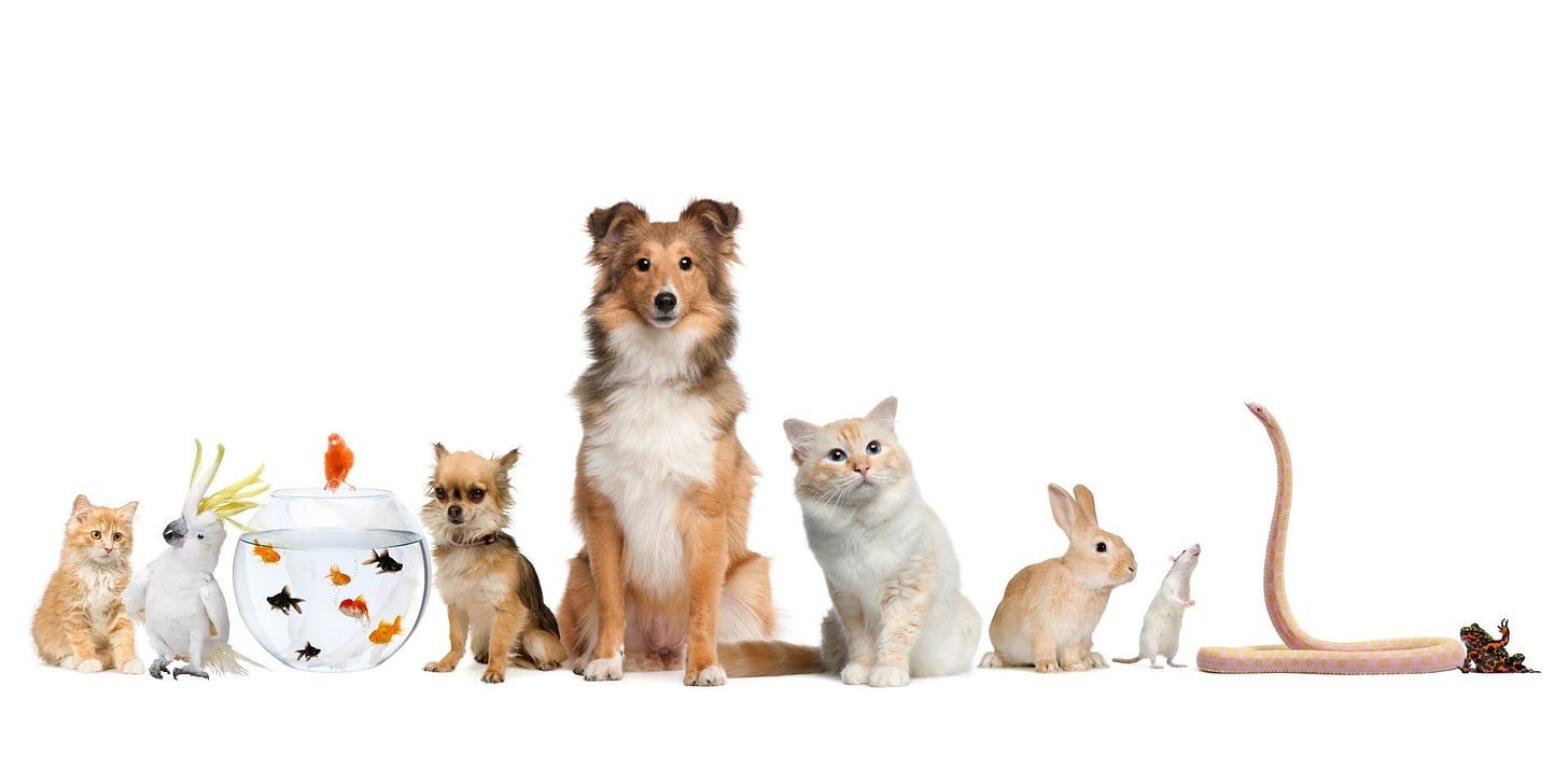 8K Ultra HD Pets Parade: From Cockatoos to Shelties and Small Critters