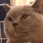 Cet's avatar