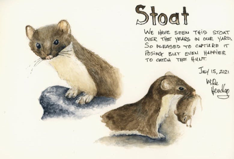 Watercolor of a stoat