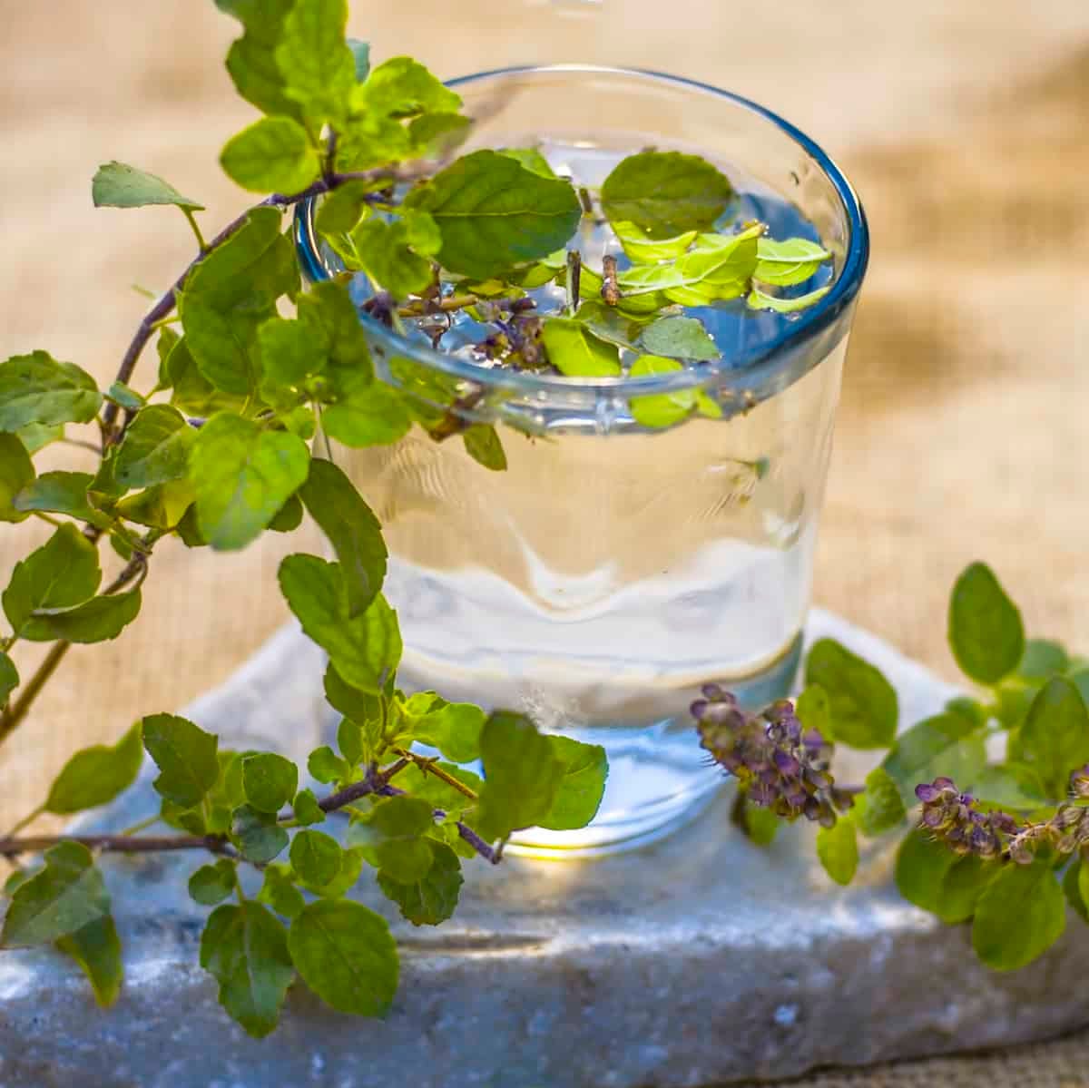 immune boosting tea holy basil or tulsi tea in glass tea cup