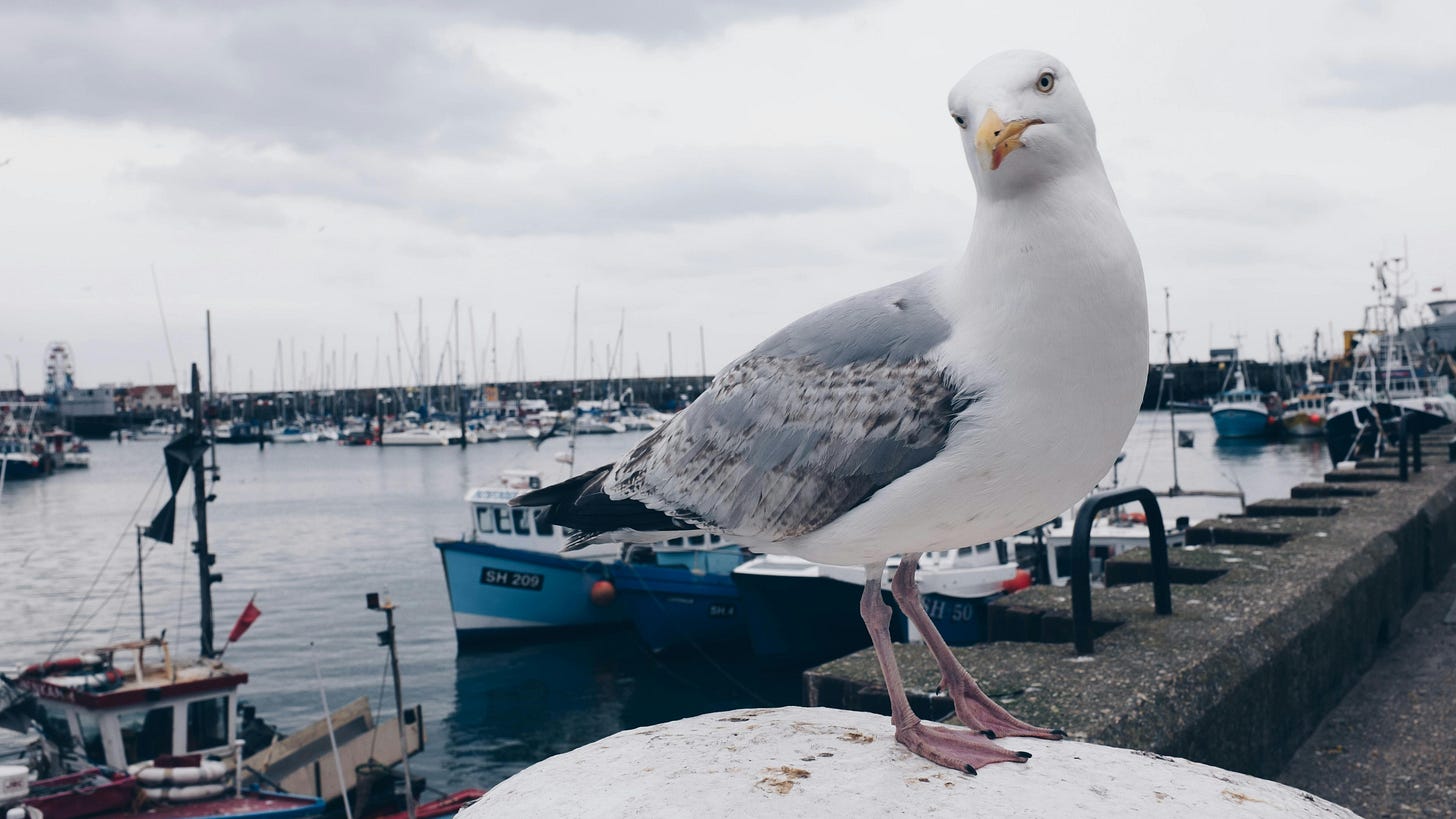 A gull stands on a white surface under a cloudy daytime sky.