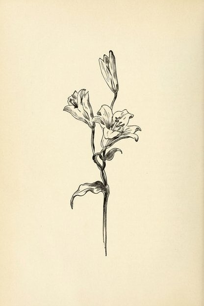 “He desires us to read it in every lily.”