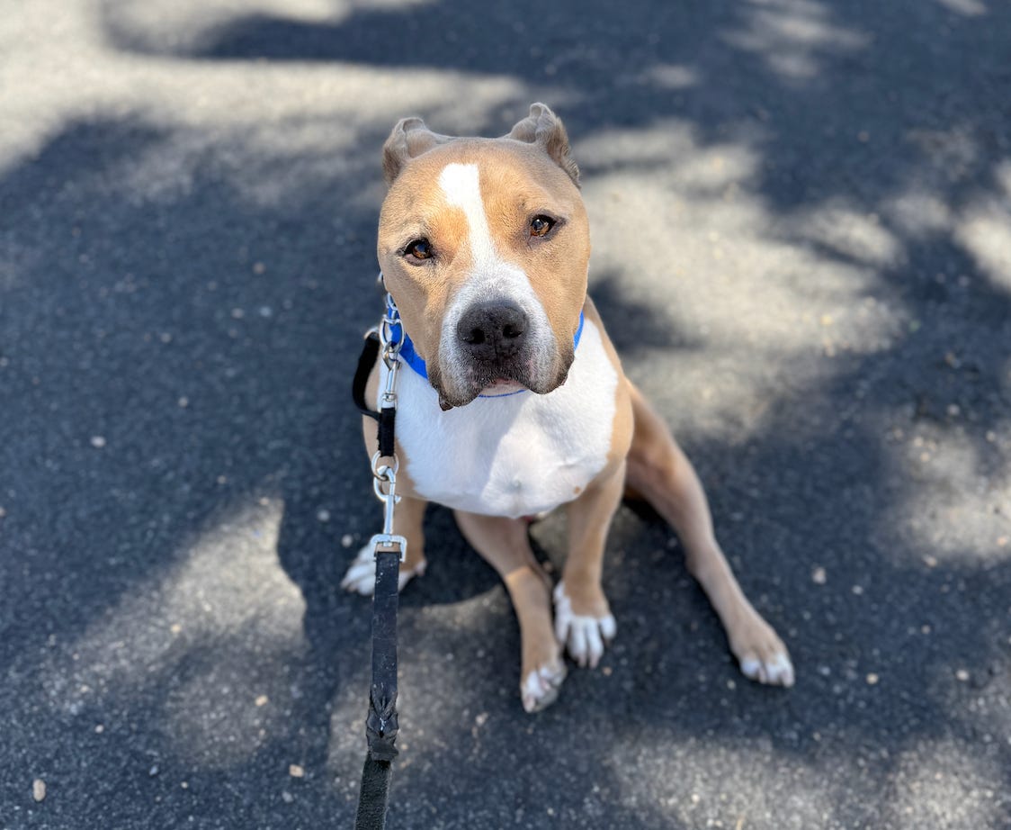 Elvis sitting looking at the camera under the shade of a palm tree