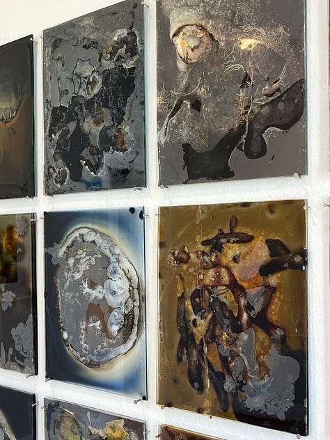 1-2. Constanza Dessain -- Studio Compost / glass, acetate, gelatine, iron salts, washing soda, fruit and vegetables; 3. Fiona Young -- Earth Works / archival pigment prints.