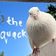 The Quack