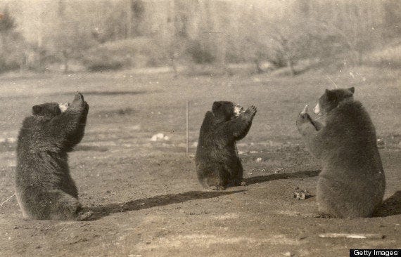 9 Vintage Photos That Prove Bears Are Awesome Forever | HuffPost Weird News