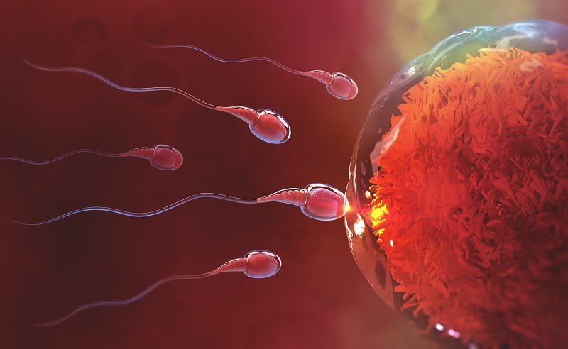 Getting Pregnant: When Am I Most Fertile? - Women's Health and Menopause  Center | OB/GYN West Bloomfield, MI