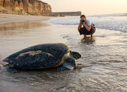 Everything you need to know about turtle watching in Oman - Corinthian  Travel