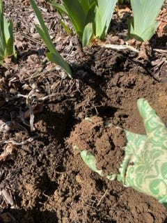 gloved hand holding up sandy soil