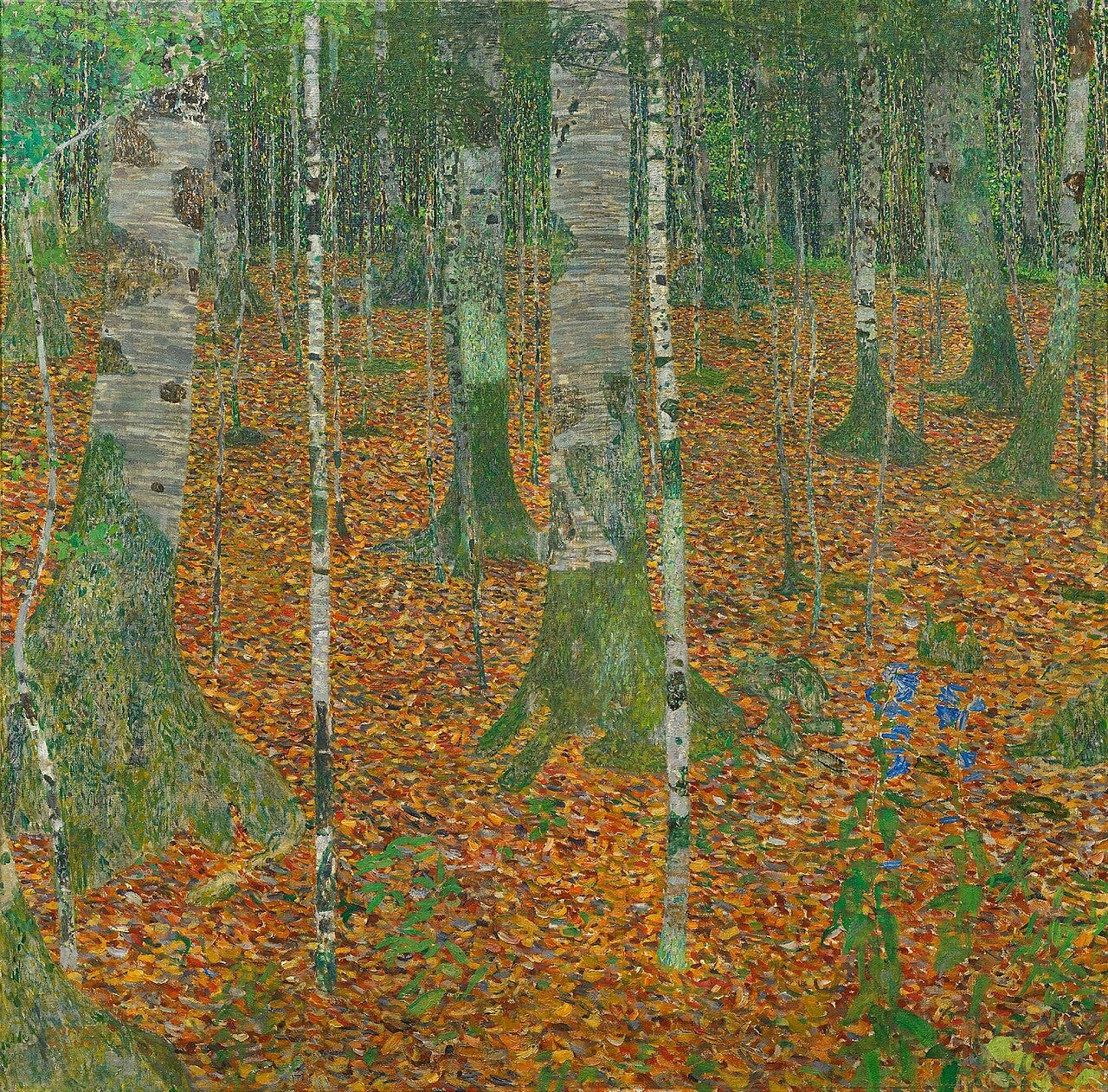 Birch trunks and a carpet of fallen leaves filling the canvas Birch trunks and a carpet of fallen leaves filling the canvas