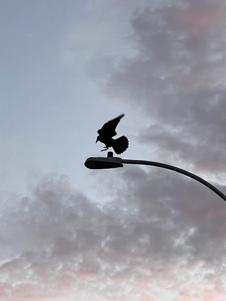 Crow Has Landed. Photo copyrighted by Mark Tulin. 