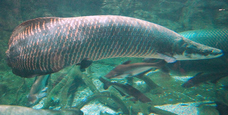 File:Arapaima gigas at Beijing aquarium.JPG File:Arapaima gigas at Beijing aquarium.JPG