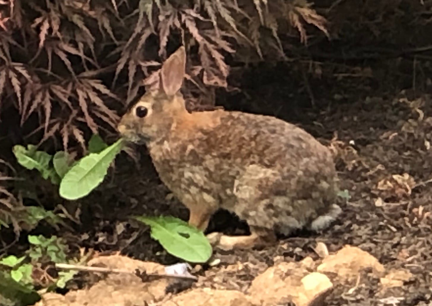 Fluff-Eared Hopper