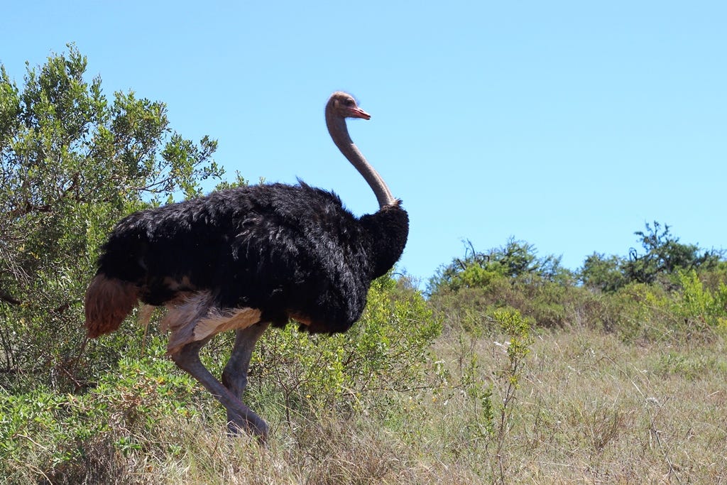 male ostrich