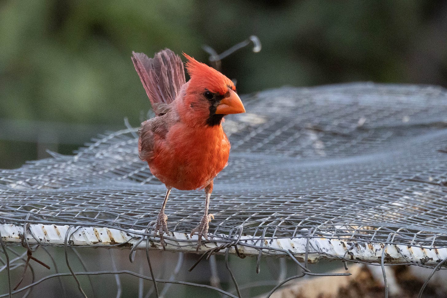 a deep red bird with a pointy crest and a large, orange beak and a black mask stands on a wire mesh, looking left a deep red bird with a pointy crest and a large, orange beak and a black mask stands on a wire mesh, looking left