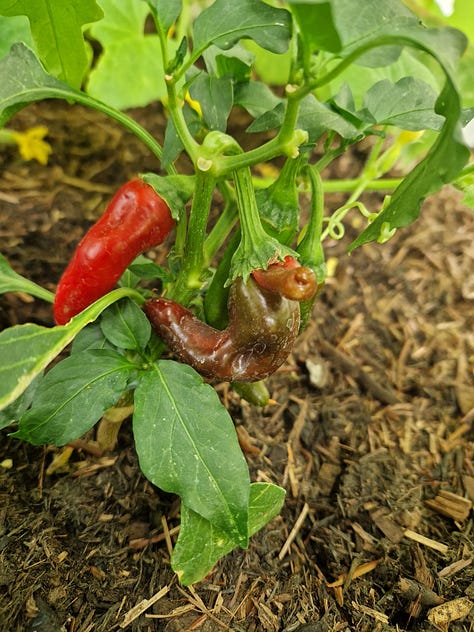 In the garden July; carrots, mangelwurzel, summer squash, mulberries, cucumbers, chillies, Korean mint, beans, tomato harvest