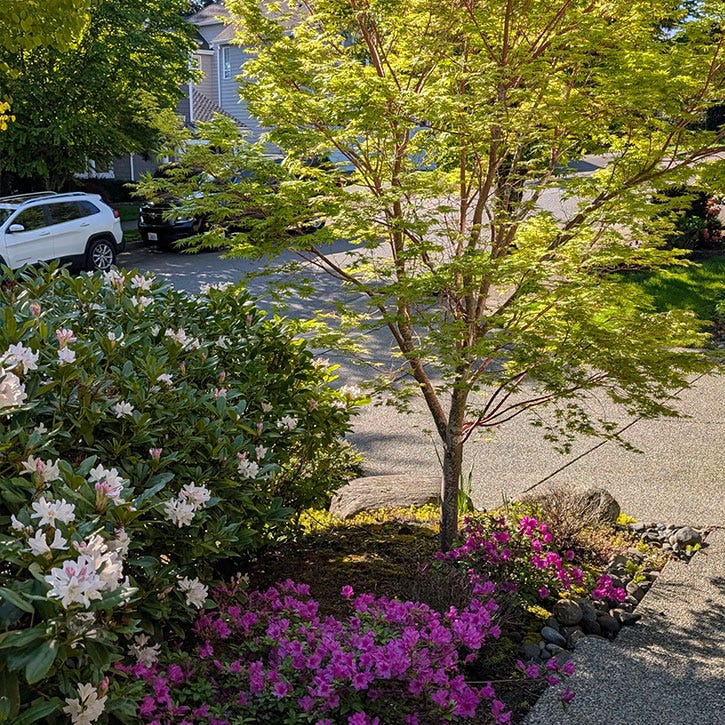 A scene of a front yard on a sunny day