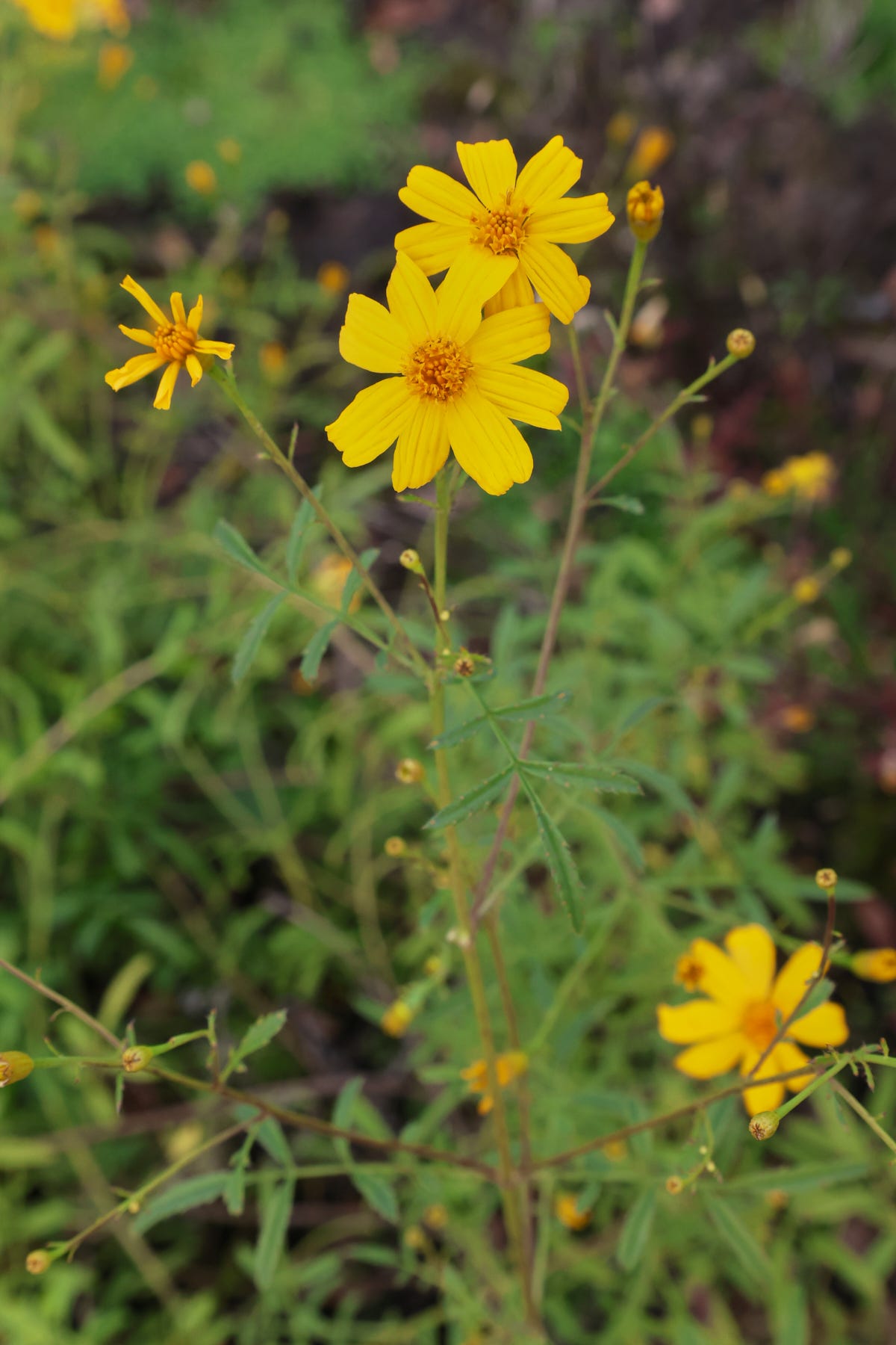 lemon mint marigold plants lemon mint marigold plants
