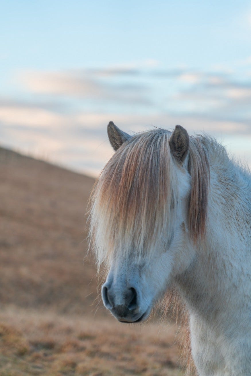 Pony with its mane totally covering his eyes.