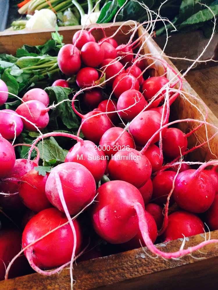 Radishes