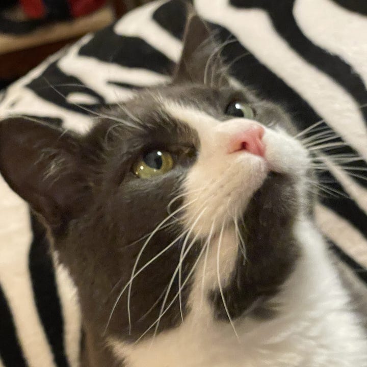 A gallery of four close up shots of Monty’s face from the other pictures in the post.