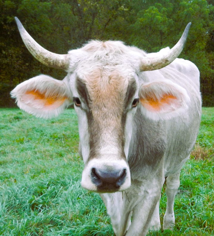Elmer and Boris, Brown Swiss oxen