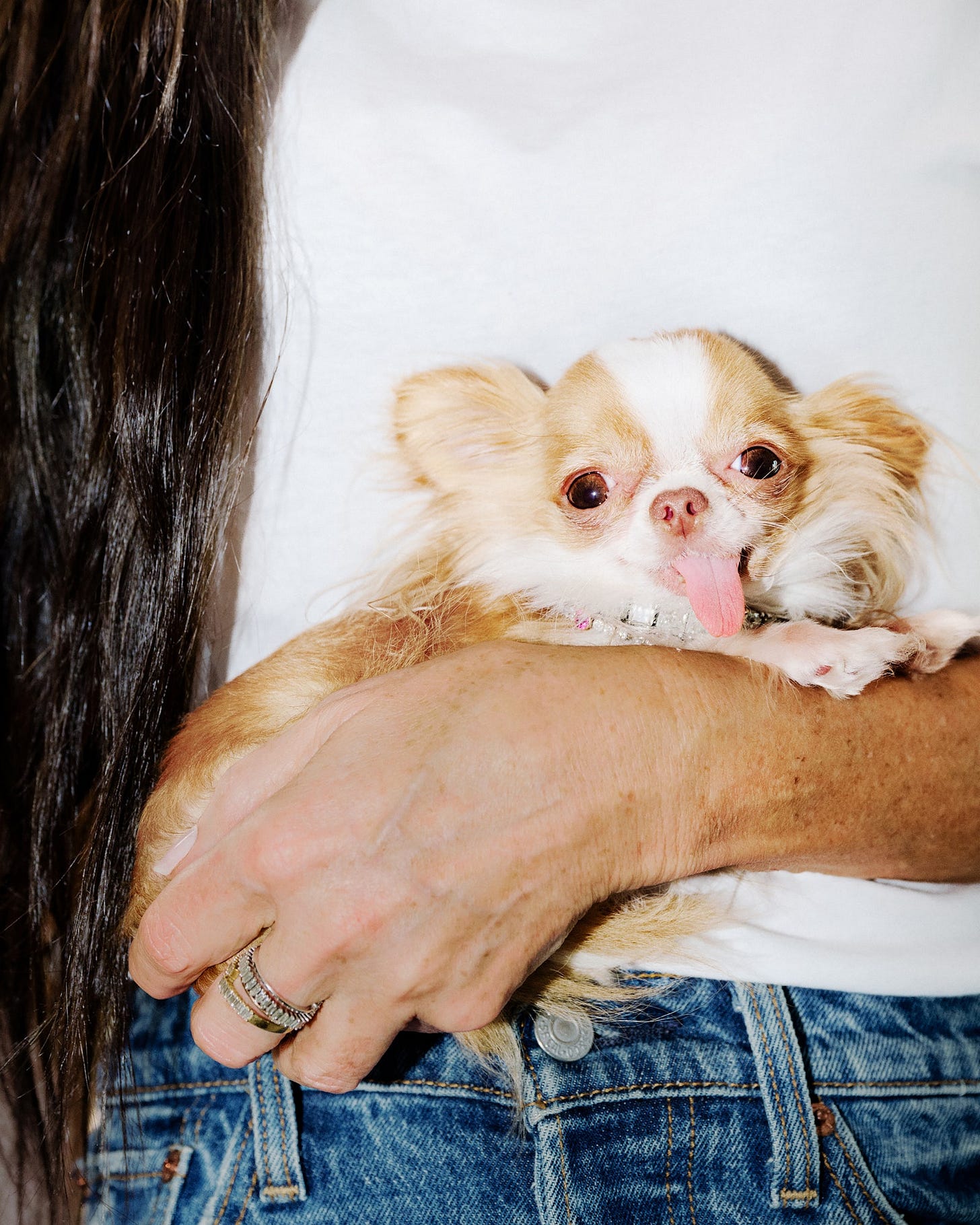 Pilaf, Demi Moore's Micro Chihuahua, Was Born to Be a Megawatt Star | Vogue Pilaf, Demi Moore's Micro Chihuahua, Was Born to Be a Megawatt Star | Vogue