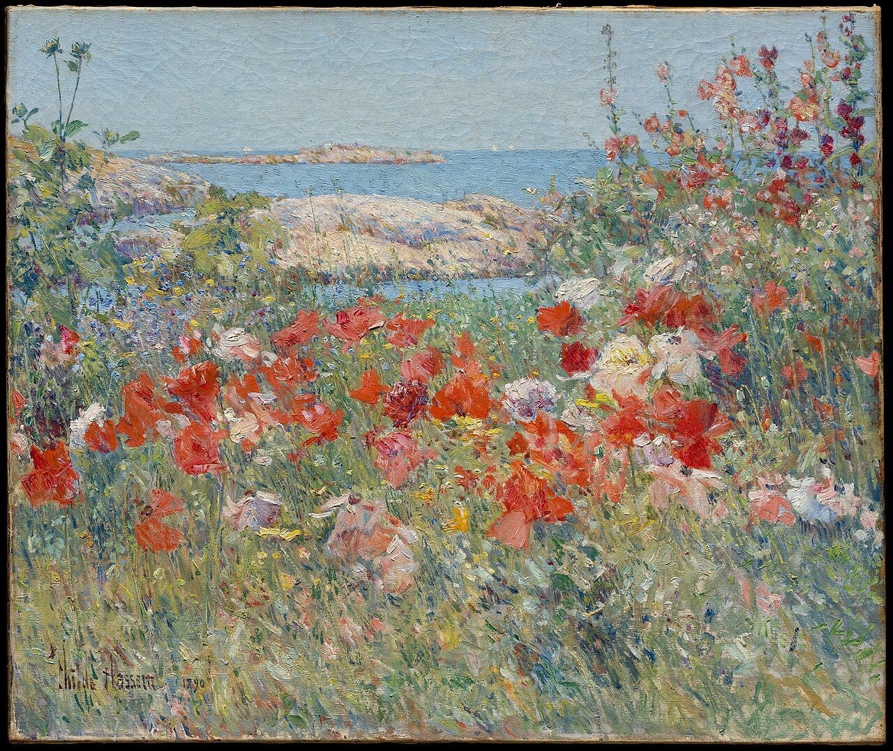 A wild seaside garden of red poppies spilling toward the ocean A wild seaside garden of red poppies spilling toward the ocean